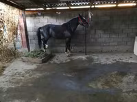 Aygır, Atlar — foto 1