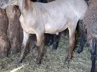 Beran, Hissar sheep — foto 1