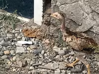 Indisches Kampfhuhn — Foto 3