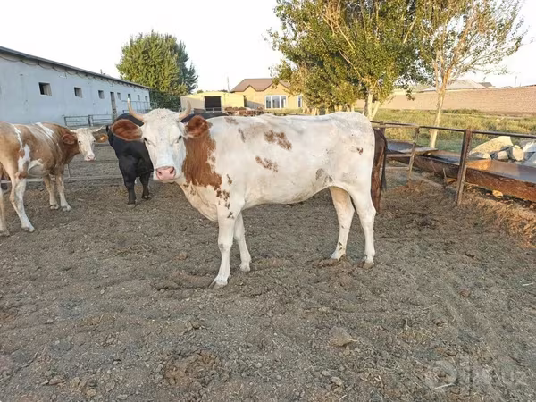 Krava, Simmental cattle