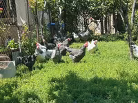 Chickens — foto 3