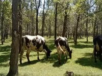 Ko, Holstein-race — foto 3
