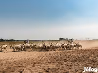 Krava, Mađarska siva rasa — fotografija 2