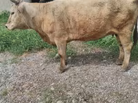 母牛, Cattle — 照片 1