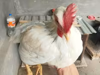 Chickens — foto 2
