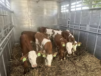 Býk, Simmental cattle — foto 1