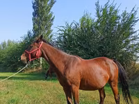 Klisna, Thoroughbred horse — foto 3