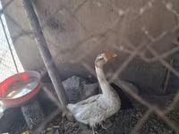 Geese — รูปภาพ 3