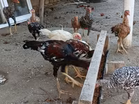 Chickens — ფოტო 5