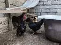 Chickens — zdjęcie 4