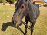 At, Nonius horse — foto 2