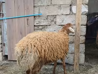 भेड़, भेड़ — फ़ोटो 5