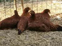Chickens — zdjęcie 5