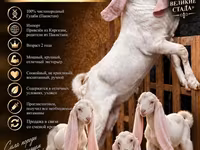 بز نر, Gulabi goats — عکس 1