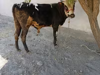 گاو نر, Russian Black pied cattle — عکس 4
