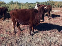 گاو ماده, گاو — عکس 2