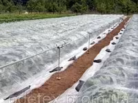 Material protector pentru plante decorative — fotografija 1
