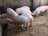 Prasata (šarže, pohlaví neuvedeno), Prasata — foto 1