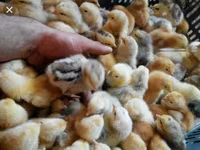 Chickens — تصویر 2