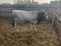 Lembu jantan, Hungarian Grey breed — foto 5