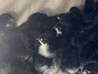Australorp — zdjęcie 1