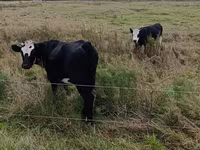 بقرة, Russian Black pied cattle — الصورة 4