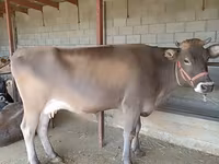 母牛, Swiss cattle — 照片 1