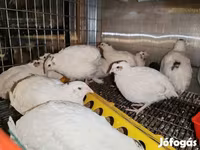 Chickens — الصورة 2