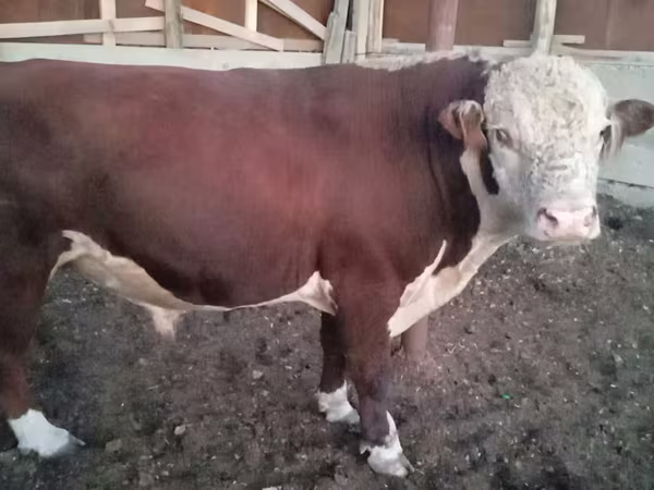 گاو نر, گاو سفیدسر قزاقستانی