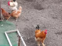 Chickens — φωτογραφία 1