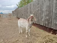 Kozel, Nubian Goat — foto 1