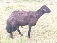 Қошқар, Karakul sheep — 1-сурет