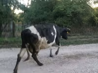 Krava, Swiss cattle — foto 2