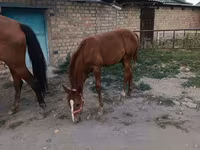 Էգ ձի, Thoroughbred horse — լուսանկար 5