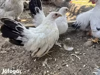 Chickens — الصورة 1