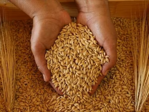 Arpa Satilir Hacıqabul