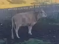Lo’, Cattle — sawirka 2