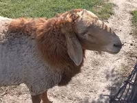 Beran, Arashan sheep — foto 2