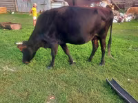 Cow, Cattle — photo 2