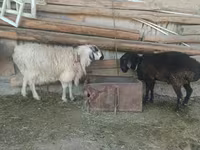 Ram, Schapen — foto 5