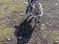雄ヤギ, Saanen goat — 写真 3