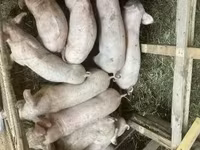 豚（ロット、性別未指定）, 豚 — 写真 4