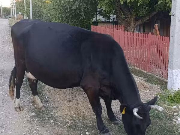Sapi, Cattle — Moldova
