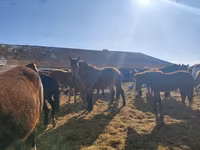 Konji (partija, pol nije naveden), Horse breed — fotografija 2