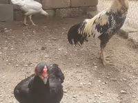Chickens — عکس 1