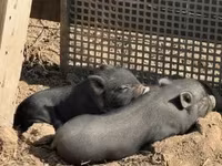 Babi jantan — foto 5