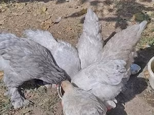براهما