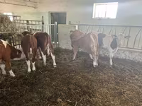 காளை, Simmental cattle — புகைப்படம் 5