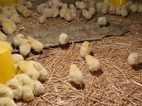 Chickens — عکس 5