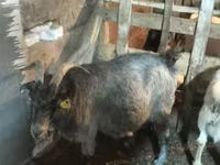 بز ماده, بز — عکس 2